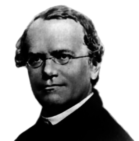 GREGOR MENDEL