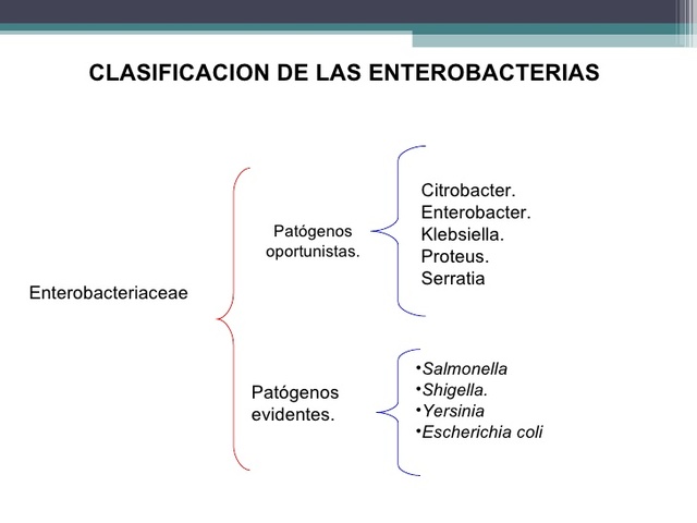 identificación de hongos oportunistaspatógenos para el hombre