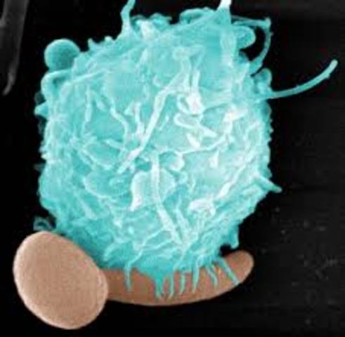 aplicaciones en el estudio de la interacción Candidaalbicans-hospedador”