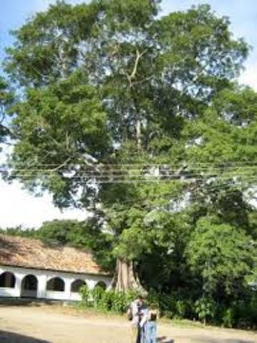 llegada granja armero 9 am