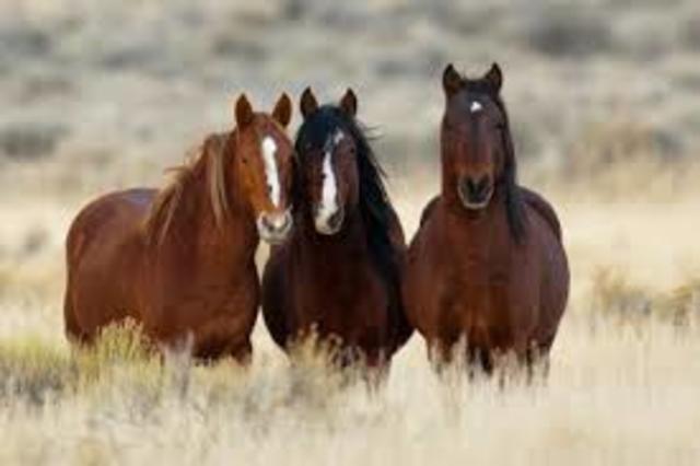 Hernando Cortes bought horses to the New World