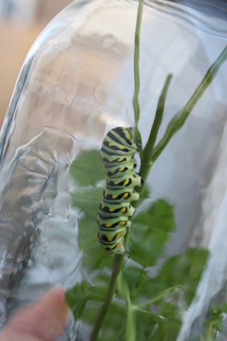 The Cobra Event: Archimedes is Introduced