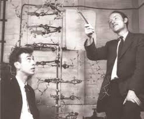 James D. Watson y Francis Crick
