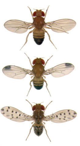 Drosophila genome