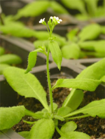 Arabidopsis genome