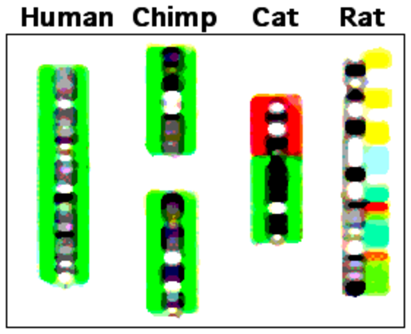Chimp Genome