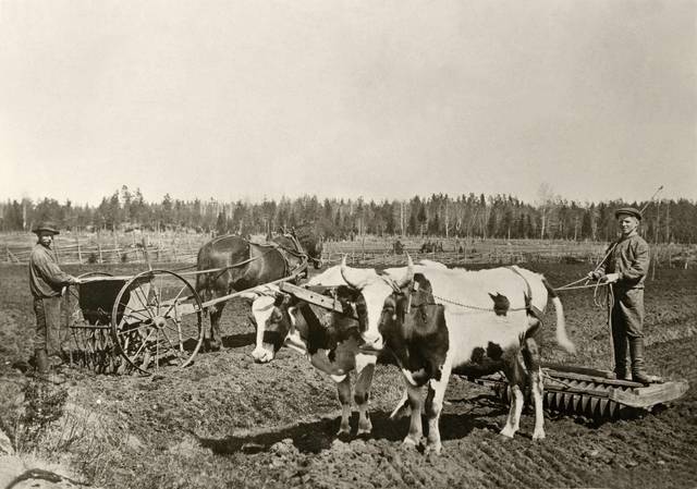 Baljväxter (forts.)