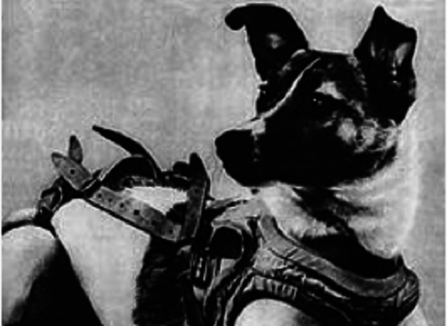 First Living Creature In Space