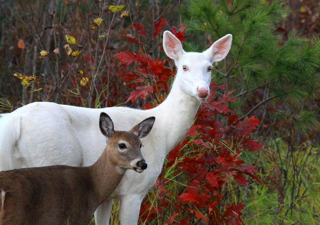 Extra Protection for White Deer