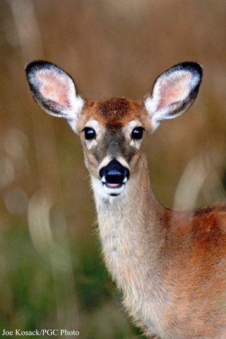 Committee acknowledges requests for anterless tag price increase