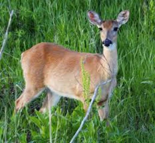 Anterless Tag debate