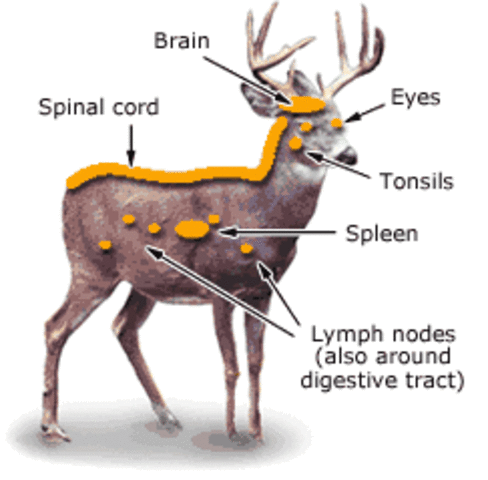 CWD and deer health