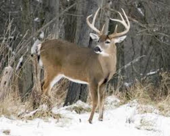 Return DNR authority to implement EAB- Mark Noll