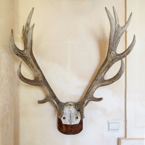 Trophy Management May Affect Hunting