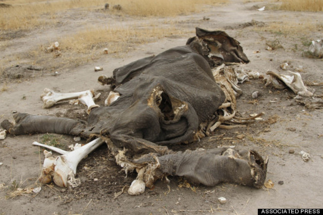 The excitinction of elephants