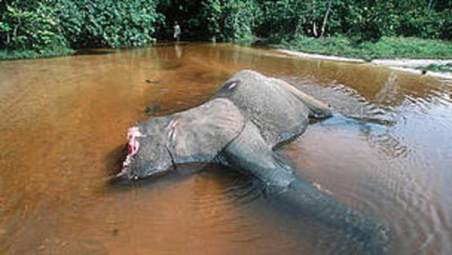 100,000 elephants were killed for ivory