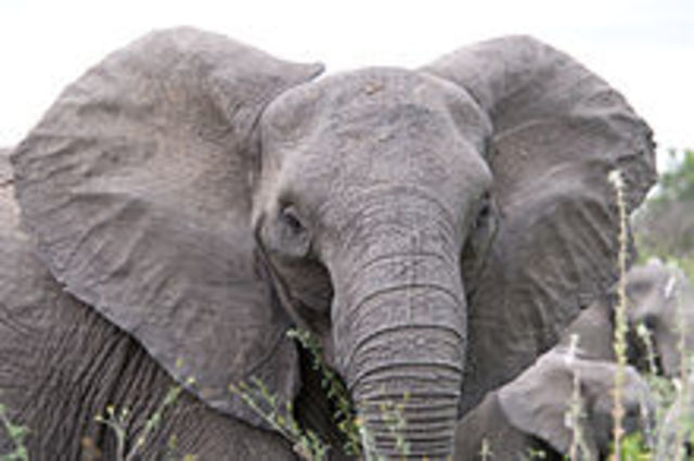only 600,000 elephants remain