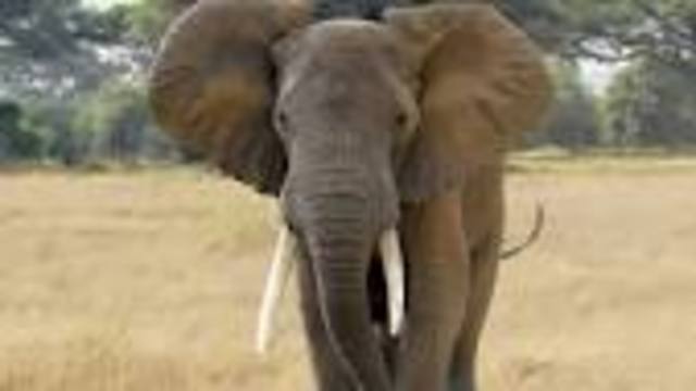 CITES banned international trade for ivory