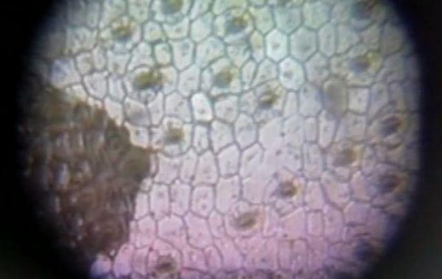 Robert Brown y el núcleo