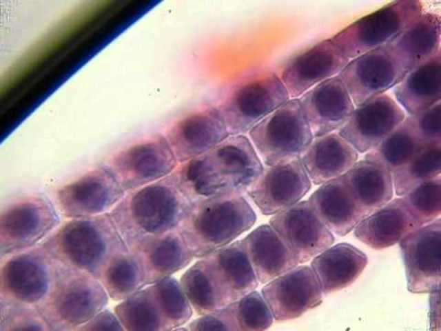 Matthias Jakob Schleiden