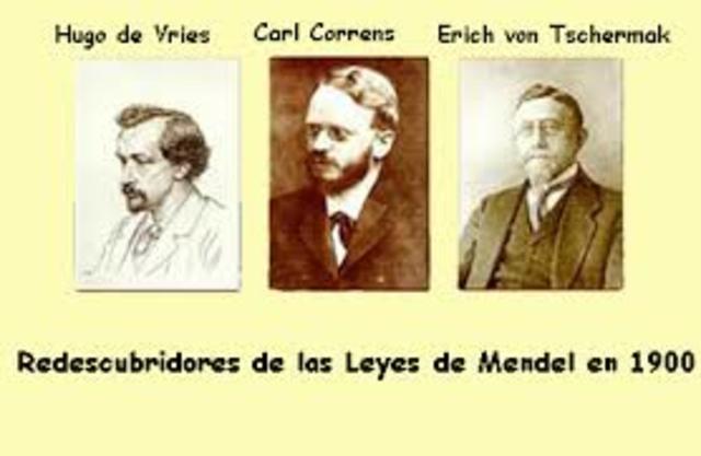 Descubren independientemente las leyes de Mendel