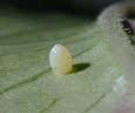 Egg