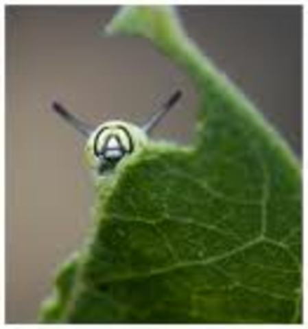 Baby Caterpillar is formed