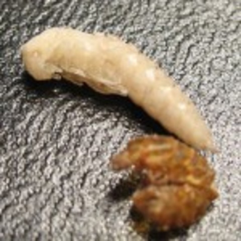 Pupa