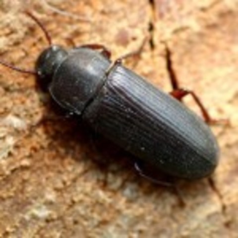 The Darkling Beetle