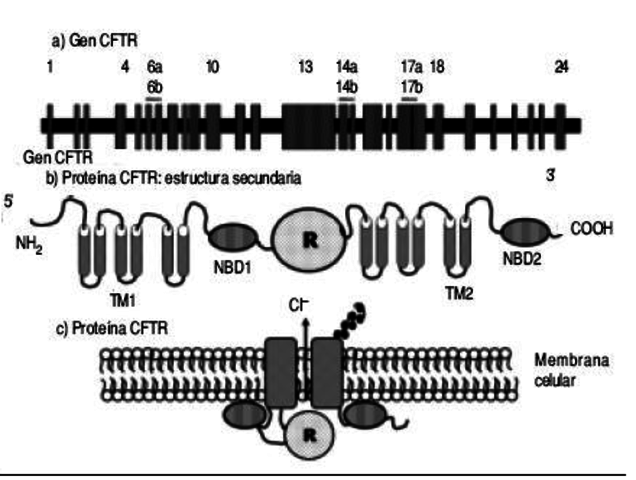 Francis Collins y Lap-Chee Tsui