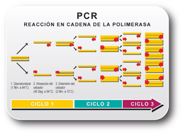 La reacción en cadena de la polimerasa