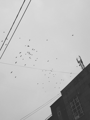 Фото птиц над городом