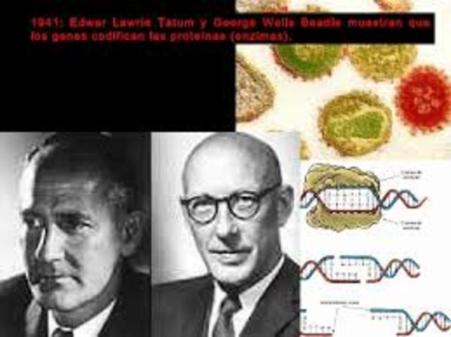 Los genes codifican las proteínas