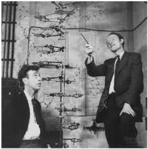 La doble hélice del ADN