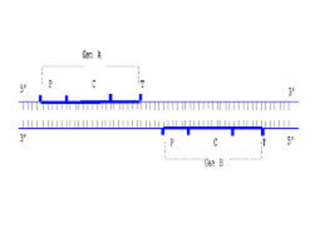 La secuencia completa de un eucariota pluricelular