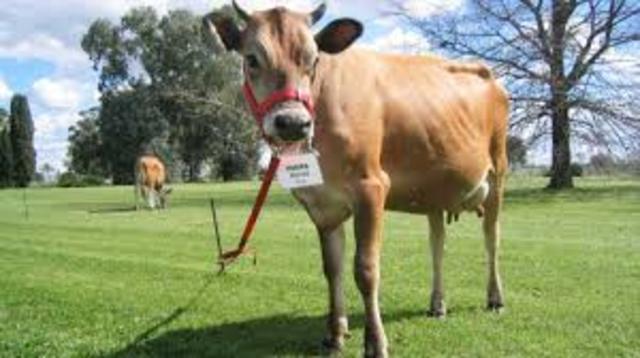 HORMONA DEL CRECIMIENTO