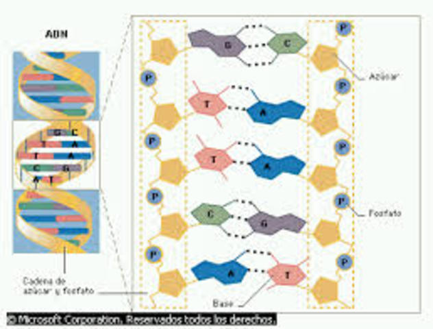 1ª SECUENCIA DEL GEN HUMANO