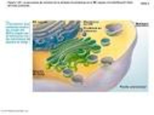 LA SECUENCIA COMPLETA DE LOS EUCARIOTAS