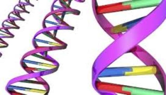 SE COMPLETA EL GENOMA HUMANO