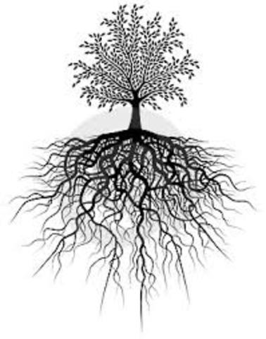 L'ARREL I L'ESCORÇA