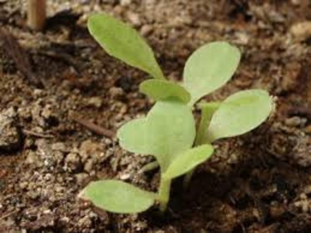 granja universidad del tolima las brisas