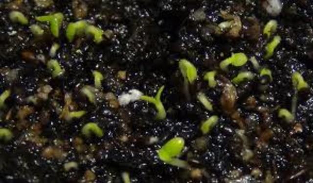 granja universidad del tolima las brisas