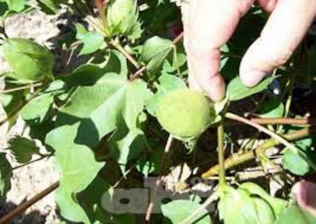 granja universidad del tolima las brisas