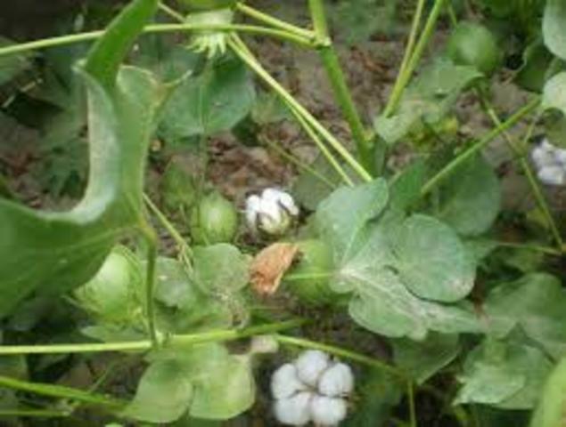 granja universidad del tolima las brisas