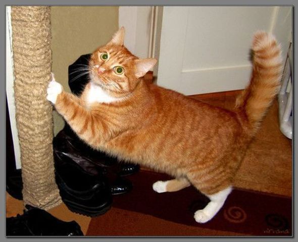 Мой первый кот