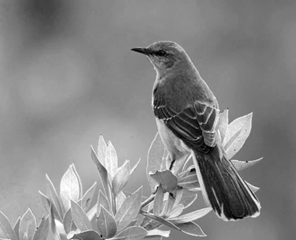 scout said that it was like killing a mockingbird