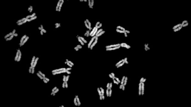 Biologists were able to build a eukaryotic chromosome