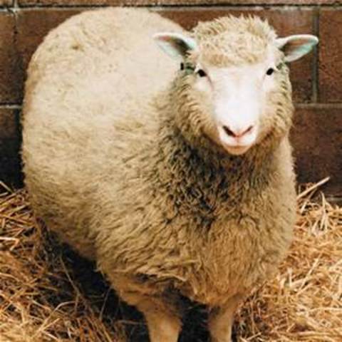First animal, Dolly the sheep, is succesfully cloned