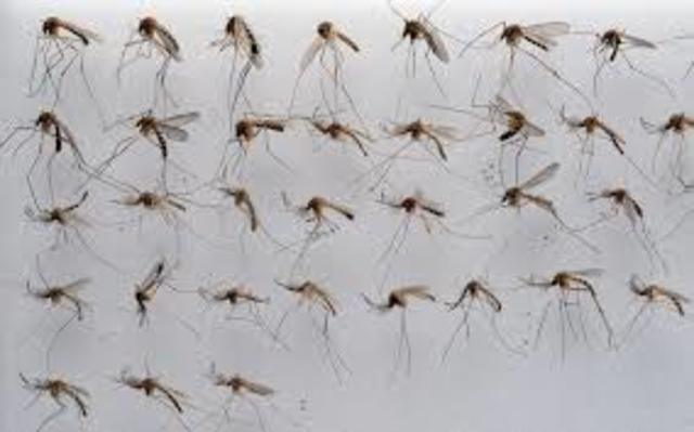 mas informacion sobre los vectores