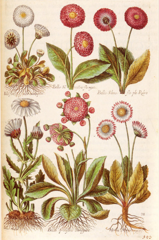 Various Forms of Daisy